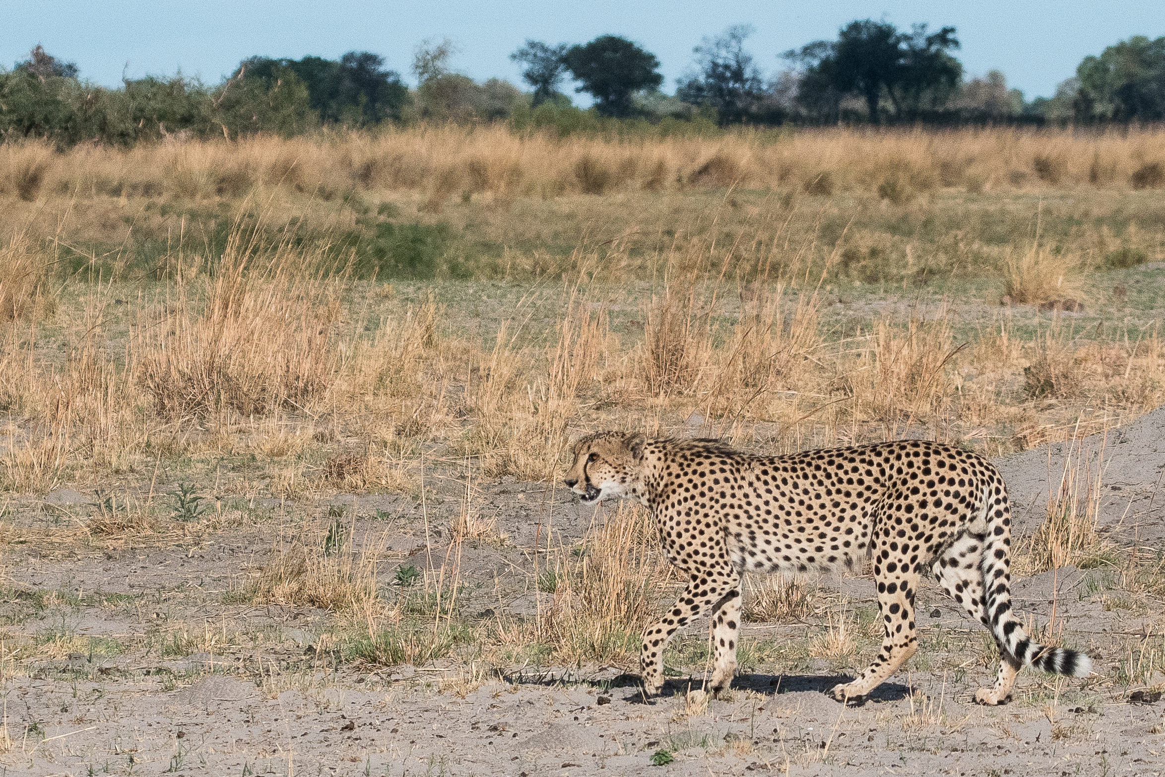 Guépard (Cheetah, Acinonyx jubatus), gros plan sur un mâle arpentant  la Réserve de Kwando, Botswana.
